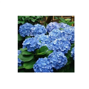 Mert Tarım Saksılı/tüplü Mavi Ortanca Çiçeği Fidanı 40-60 cm