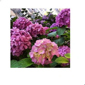 Mert Tarım Saksılı/tüplü Pembe Ortanca Çiçeği Fidanı 40-60 cm