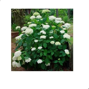 Mert Tarım Saksılı/tüplü Beyaz Ortanca Çiçeği Fidanı 40-60 cm