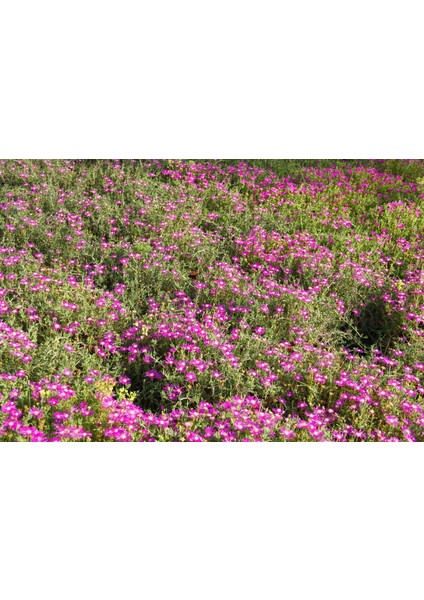 Acem Halısı 5 Adet - Askılı Saksıda Hediyelik modelleri