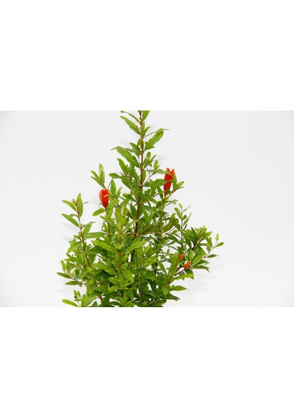 Bonsai Punica Süs Narı - Hediyelik fiyatları