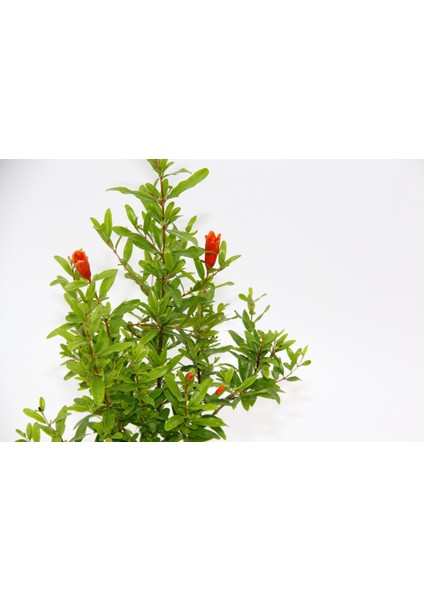 Bonsai Punica Süs Narı 3 Adet - Hediyelik modelleri