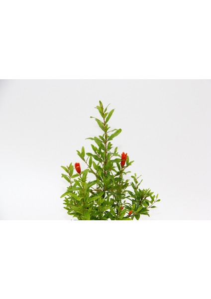 Bonsai Punica Süs Narı 3 Adet - Hediyelik fırsatları