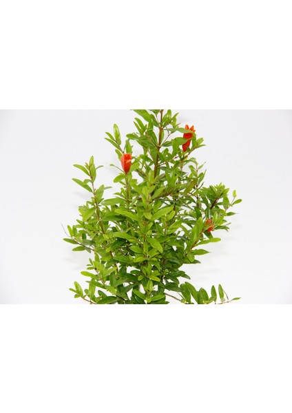 Bonsai Punica Süs Narı 3 Adet - Hediyelik indirimleri