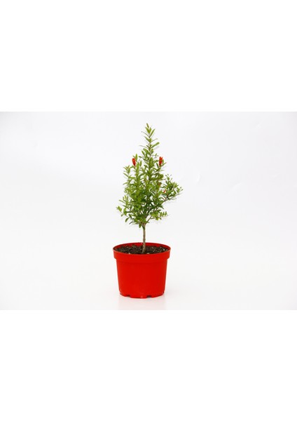 Bonsai Punica Süs Narı 5 Adet - Hediyelik