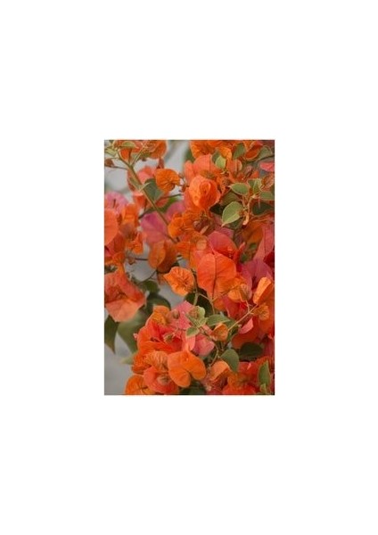 Begonvil Fidanı Sarmaşık Yavru pembe/Turuncu Renk100 cm