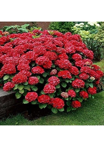 Saksılı/tüplü Mavi Ortanca Çiçeği Fidanı 40-60 cm
