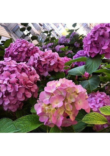 Saksılı/tüplü Pembe Ortanca Çiçeği Fidanı 40-60 cm