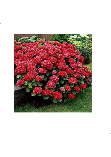 Saksılı/tüplü Kırmızı Ortanca Çiçeği Fidanı 40-60 cm