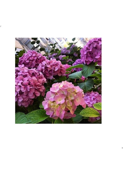 Saksılı/tüplü Pembe Ortanca Çiçeği Fidanı 40-60 cm
