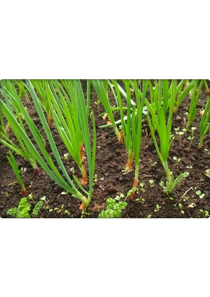 Yeşil Soğan Tohumu (10 Gr) fiyatları