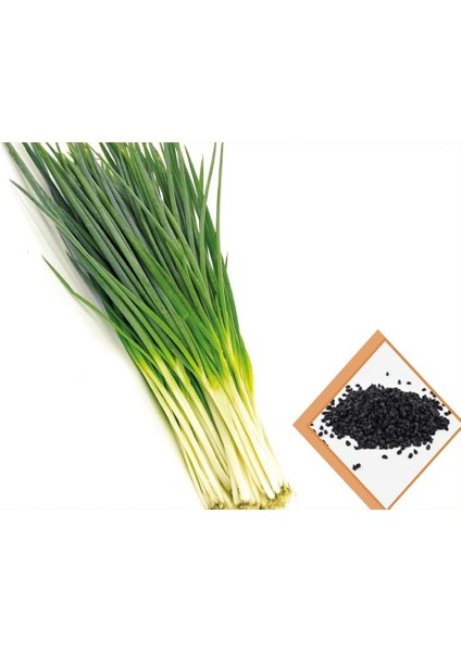Yeşil Soğan Tohumu (10 Gr) modelleri