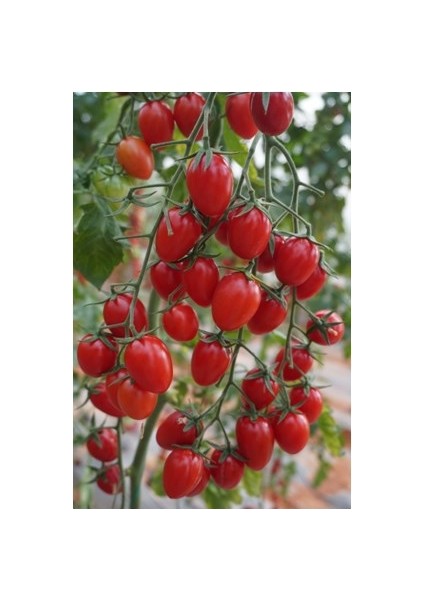 Flores F1 (Sırık Çeri Domates) Hibrit Tohum (1000 Adet)