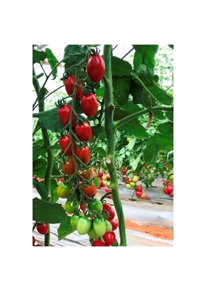 Flores F1 (Sırık Çeri Domates) Hibrit Tohum (1000 Adet)