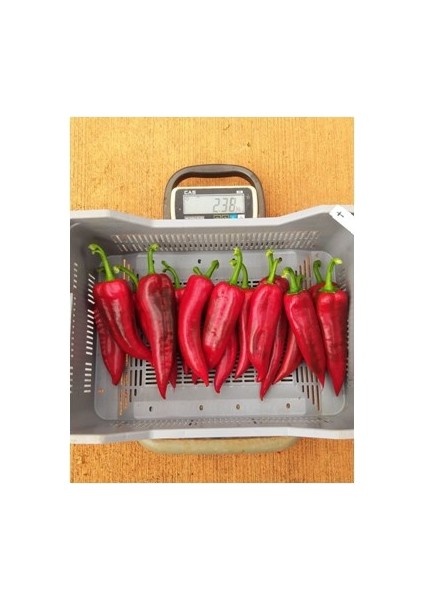 Florita F1 (Hibrit Kapya Biber TOHUMU)(1000 Adet) Tatlı modelleri