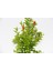 Bonsai Punica Süs Narı - Hediyelik 5