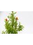Bonsai Punica Süs Narı 3 Adet - Hediyelik 3