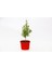 Bonsai Punica Süs Narı 5 Adet - Hediyelik 1