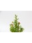 Bonsai Punica Süs Narı 5 Adet - Hediyelik 4