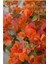Begonvil Fidanı Sarmaşık Yavru pembe/Turuncu Renk100 cm 1