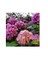 Saksılı/tüplü Pembe Ortanca Çiçeği Fidanı 40-60 cm 1