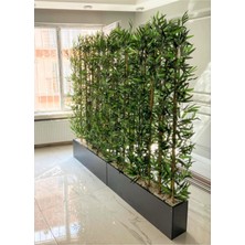 Bambu 2 Metre Boyunda Bambu Ağaç  2 Metrelik  Gri  Ahşap Saksıda
