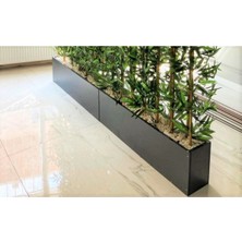 Bambu 2 Metre Boyunda Bambu Ağaç  2 Metrelik  Gri  Ahşap Saksıda