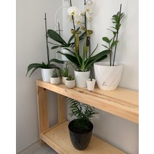 O&A Wood Masif Saksı Standı, 2 Katlı Ahşap Çiçeklik