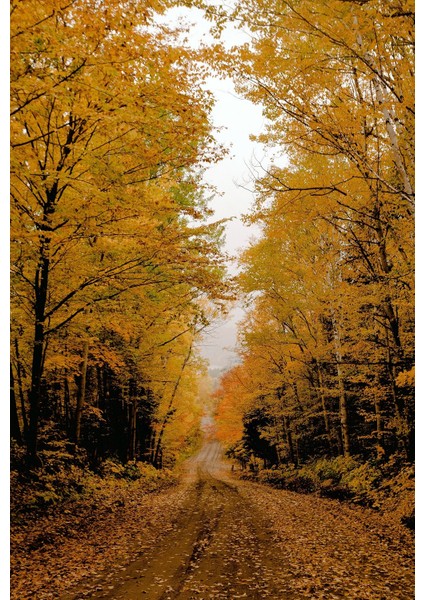 Sonbaharda Orman Yolu Çerçeveli Cam Tablo fiyatları