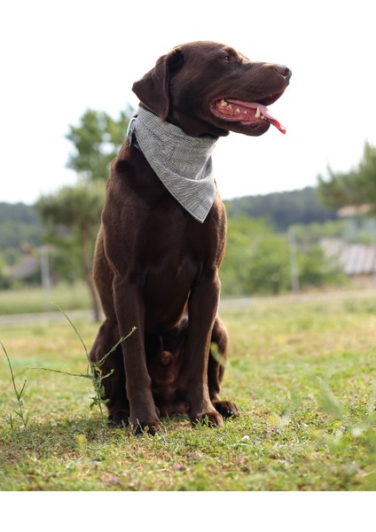 Cepli Bandana