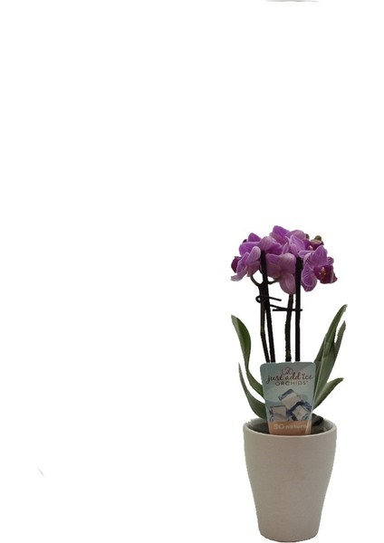 Beyaz Seramik Saksıda Mini Orkide Canlı Bitki