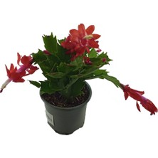 Palmiye Schlumbergera Kırmızı - Yılbaşı Çiçeği (9 cm Saksıda)