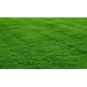 Bermuda Grass Çimi Tohumu (Kurak ve Susuz  Alanlara Özel)
