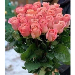 Açık Kök Gül Fidanı