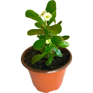 Bitki Fidanım Efhorbia Küçük Boy Dikenler Tacı Beyaz