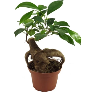 Palmiye Ficus Bonsai Ağacı 6 cm Plastik Saksıda