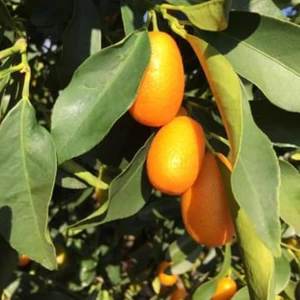 Uzun Botanik Kumkat Fidanı 75 cm Tüplü Topraklı 2 Yaşında Aşılı Kamkat Ağaç Fidanı