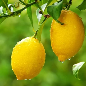 Uzun Botanik Yediveren Limon Fidanı 160 cm Tüplü Topraklı 2 Yaşında Aşılı Ağaç Fidanı
