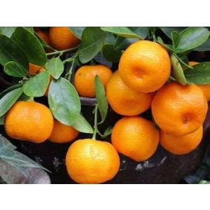 Uzun Botanik Mandalina Fidanı 70 cm Tüplü Topraklı 2 Yaşında Aşılı Ağaç Fidanı