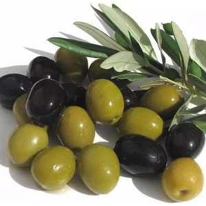 Uzun Botanik Gemlik Zeytin Fidanı 110 cm Tüplü Topraklı 2 Yaşında Aşılı Ağaç Fidanı