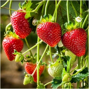 Uzun Botanik Çilek Fidesi (Albion) Taze Söküm Açık Kök 4 Mevsim Çilek Fidanı 10'lu