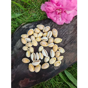 Deniz Kabuğu 40 gr Paket Kavrulmuş -2 Delikli