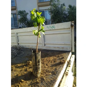 Özgüven Tarım Tüplü Çekirdeksiz Üzüm Fidanı