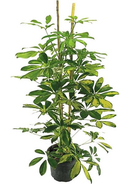 Schefflera(Şeflera) – Şemsiye Ağacı (19 cm Saksıda)