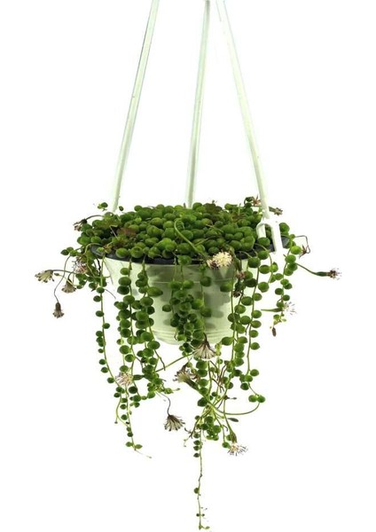 Senecio (14 cm Saksıda)