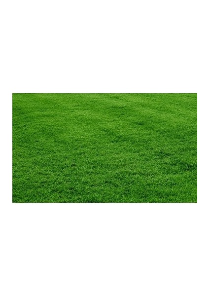 Bermuda Grass Çimi Tohumu (Kurak ve Susuz  Alanlara Özel)