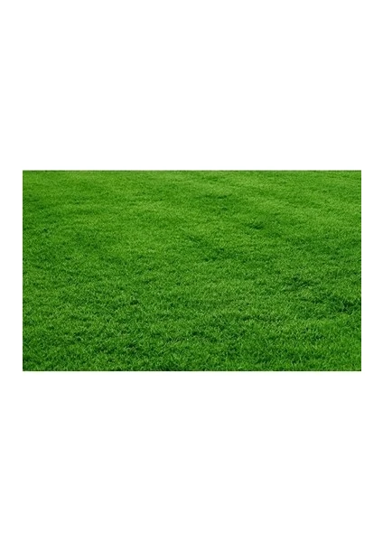 Bermuda Grass Çimi Tohumu (Kurak ve Susuz  Alanlara Özel)