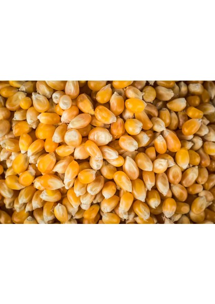 Patlayan Mısır 500 gr fiyatları