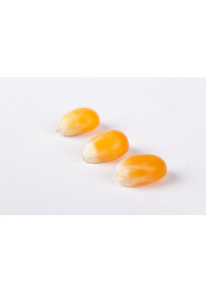 Patlayan Mısır 500 gr modelleri