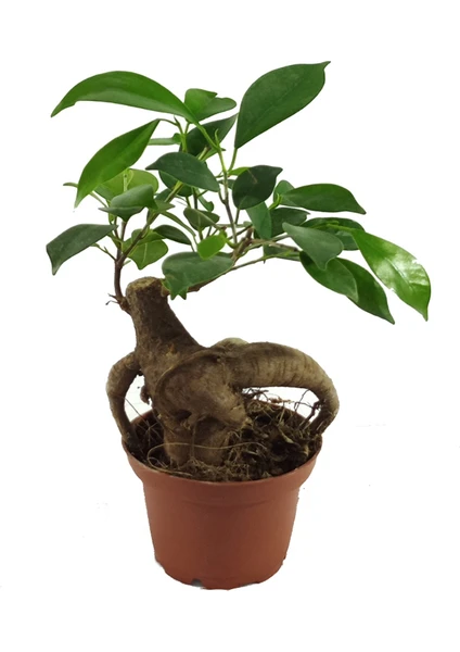 Palmiye Ficus Bonsai Ağacı 6 cm Plastik Saksıda